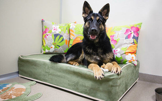 Dog Boarding LUXE Pet Resort