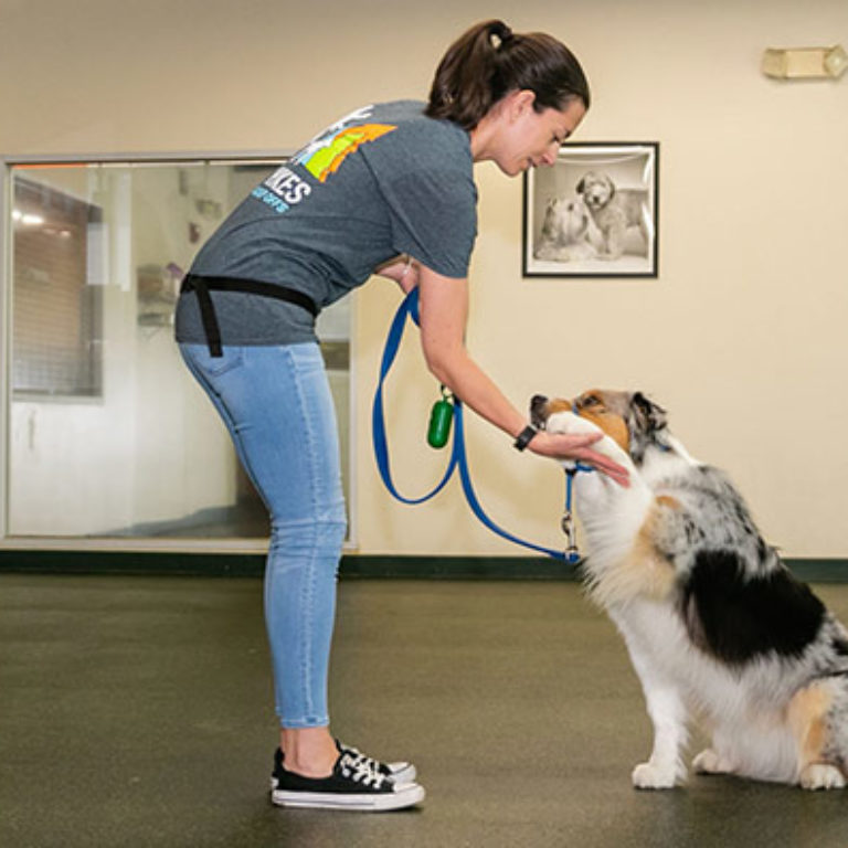 Boston's Best Dog Daycare, Dog Boarding, & Grooming Luxe Pet Resort