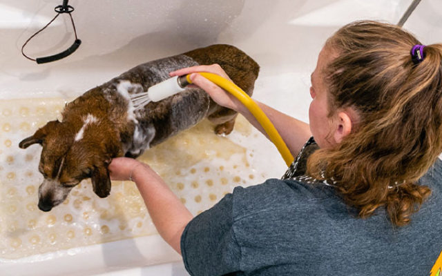 Self-Serve Dog Wash