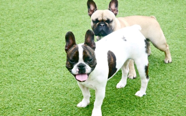 Gus and Louie - Luxe pet resort Dog Daycare