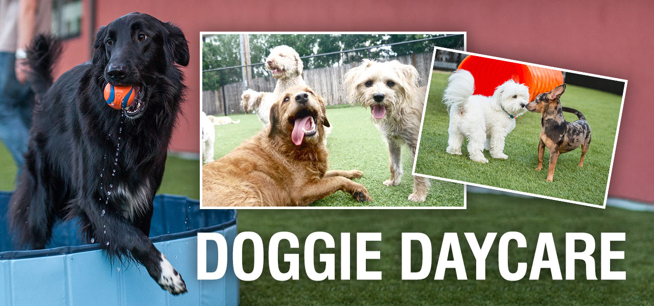 doggie-daycare