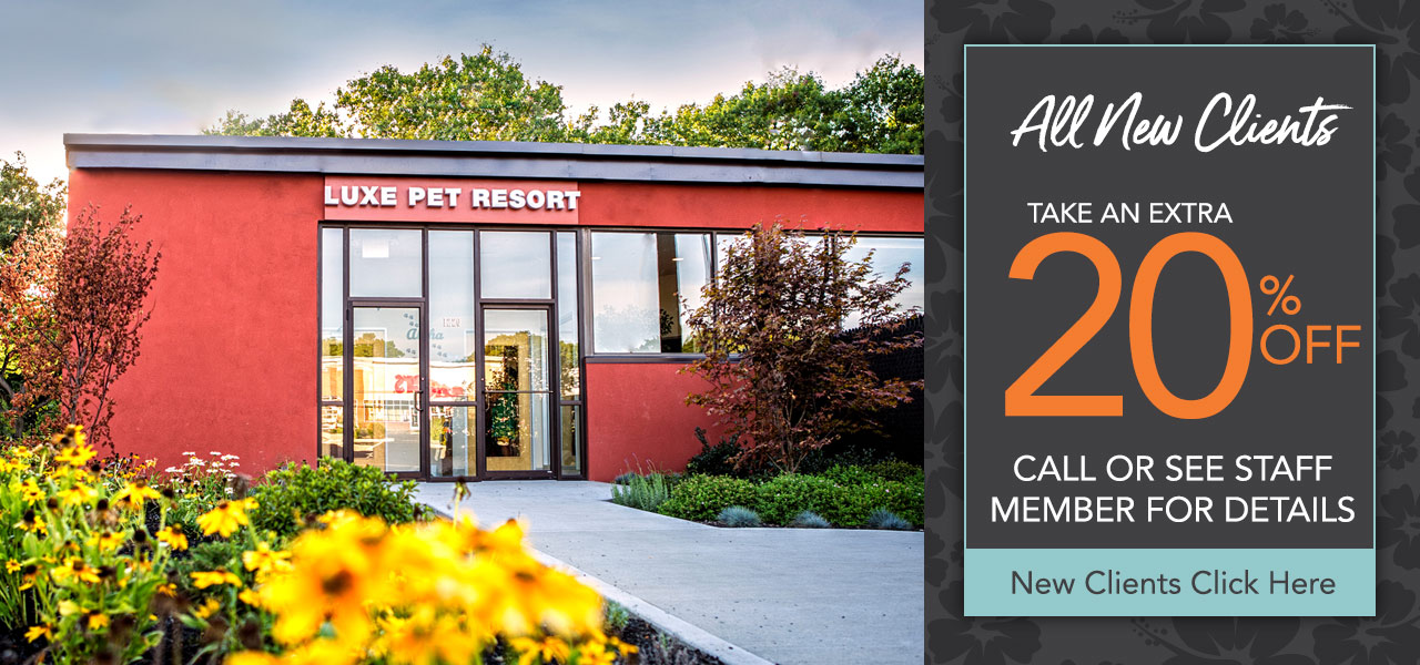 Boston's Best Dog Daycare, Dog Boarding, & Grooming Luxe Pet Resort