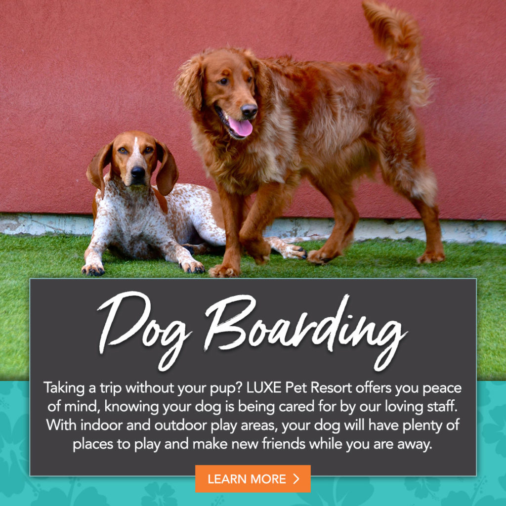 Boston's Best Dog Daycare, Dog Boarding, & Grooming Luxe Pet Resort