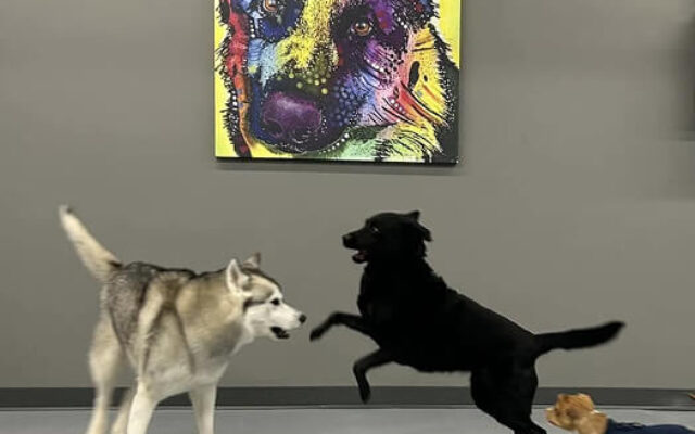 Happy Dogs Playing - Luxe Pet Resort