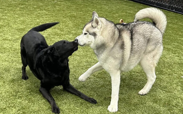Doggy Day Care - Black Lab & Husky - Luxe Pet Resort