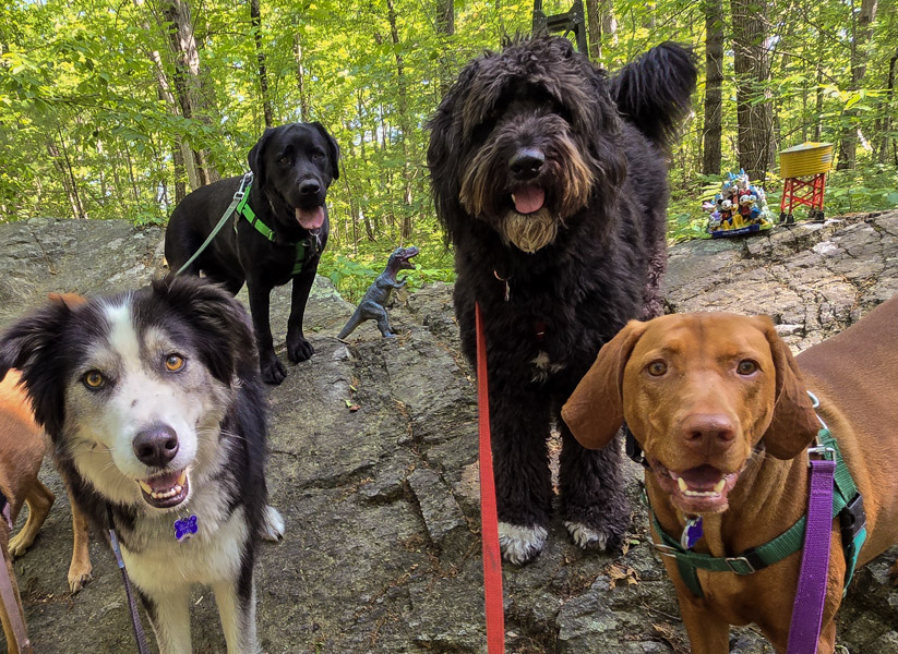 Luxe Dog Hiking West Roxbury