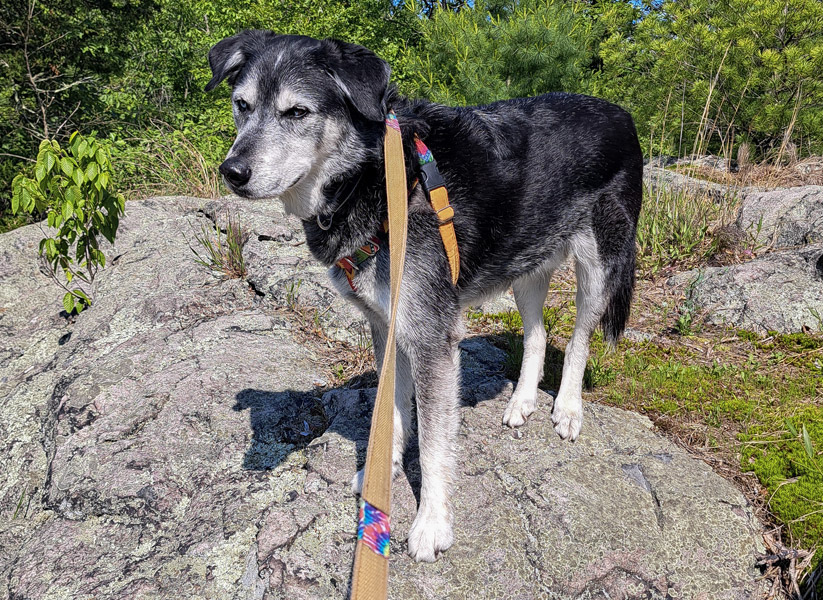 Luxe Pet resort Hiking