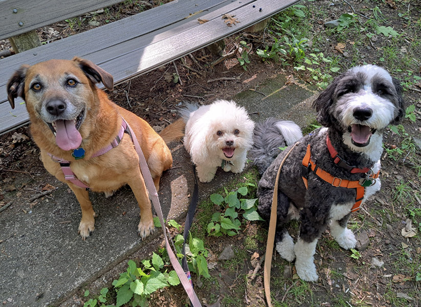 Luxe Pet resort Dogs Hiking in the mountains