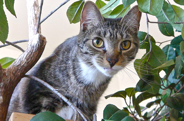 Cat Boarding Services Page