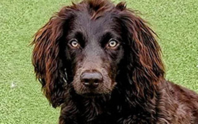 Doggy Day Care - Chocolate Lab - Luxe Pet Resort