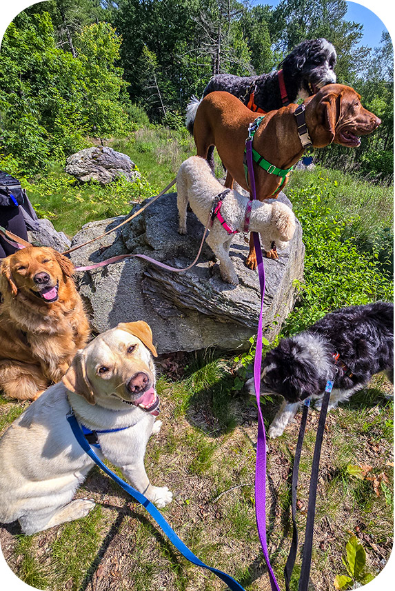 Luxe Pet resort - Dogs on a hike