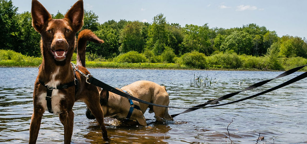 Dog Hiking - Luxe Pet Resort West Roxbury, MA