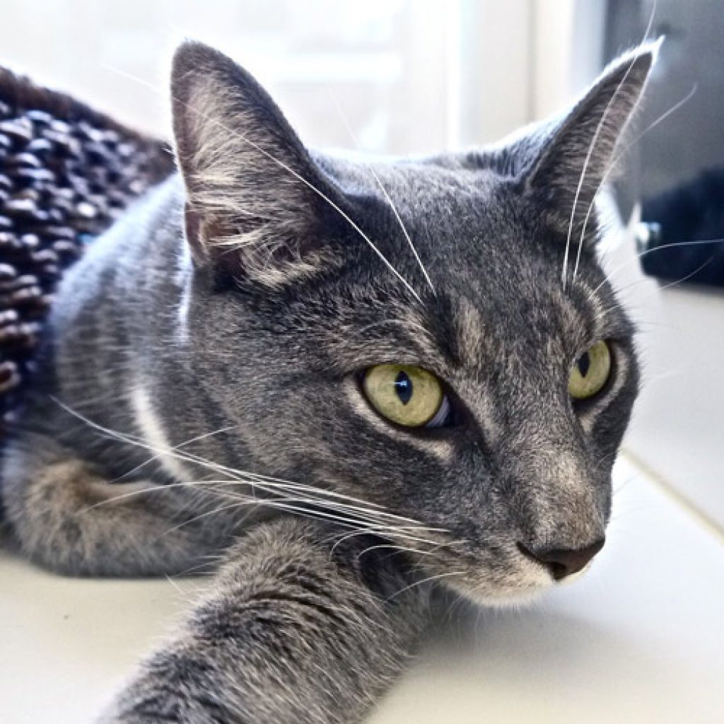 west roxbury Cat Boarding Luxe Pet Resort