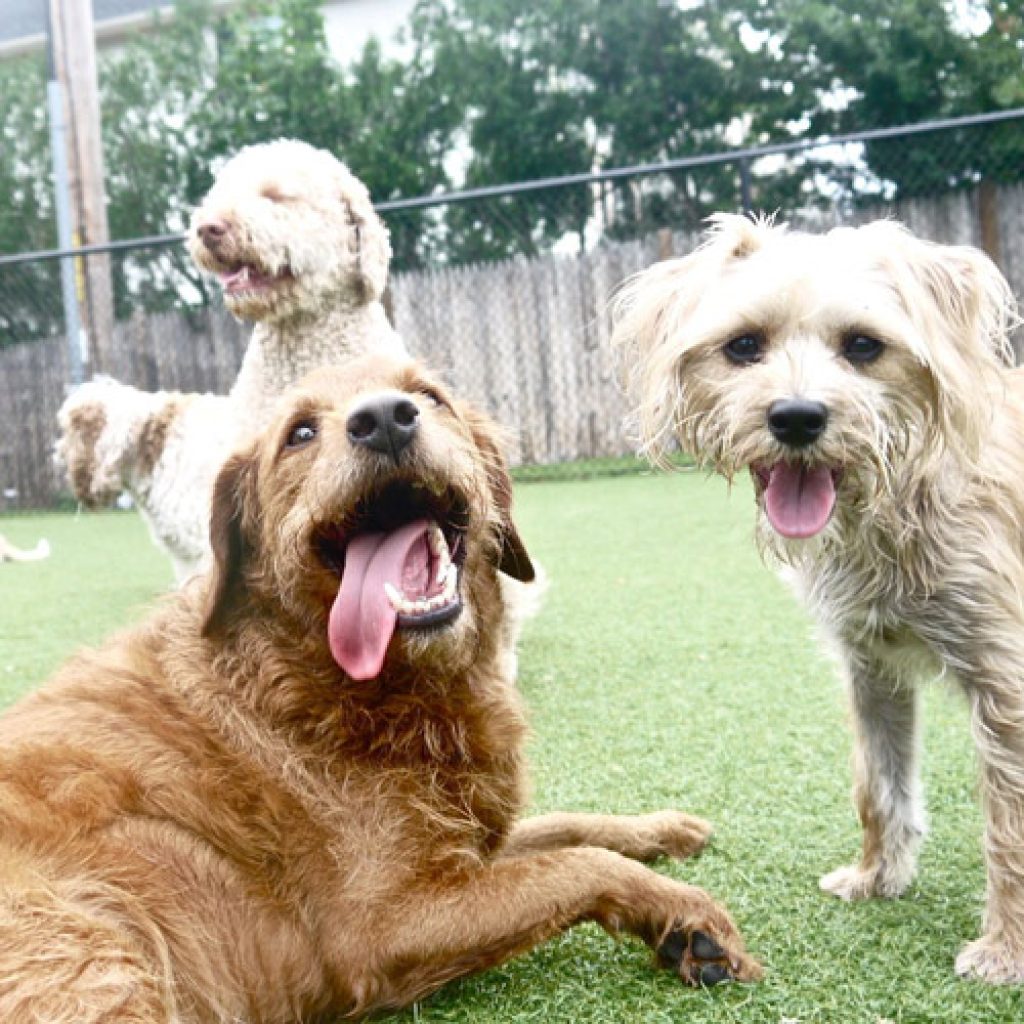 west roxbury dog daycare Luxe Pet Resort
