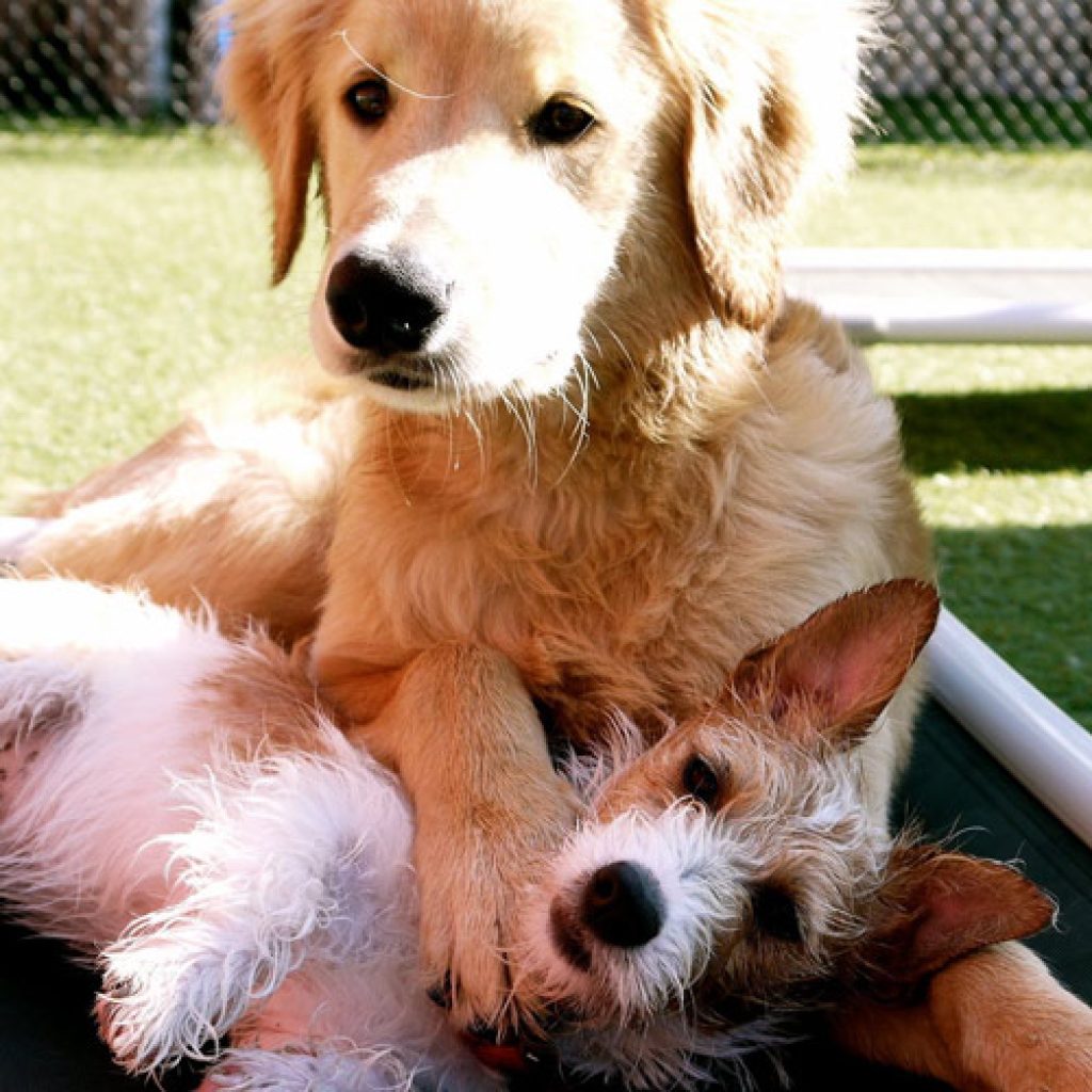 west roxbury dog-hike Luxe Pet Resort 2