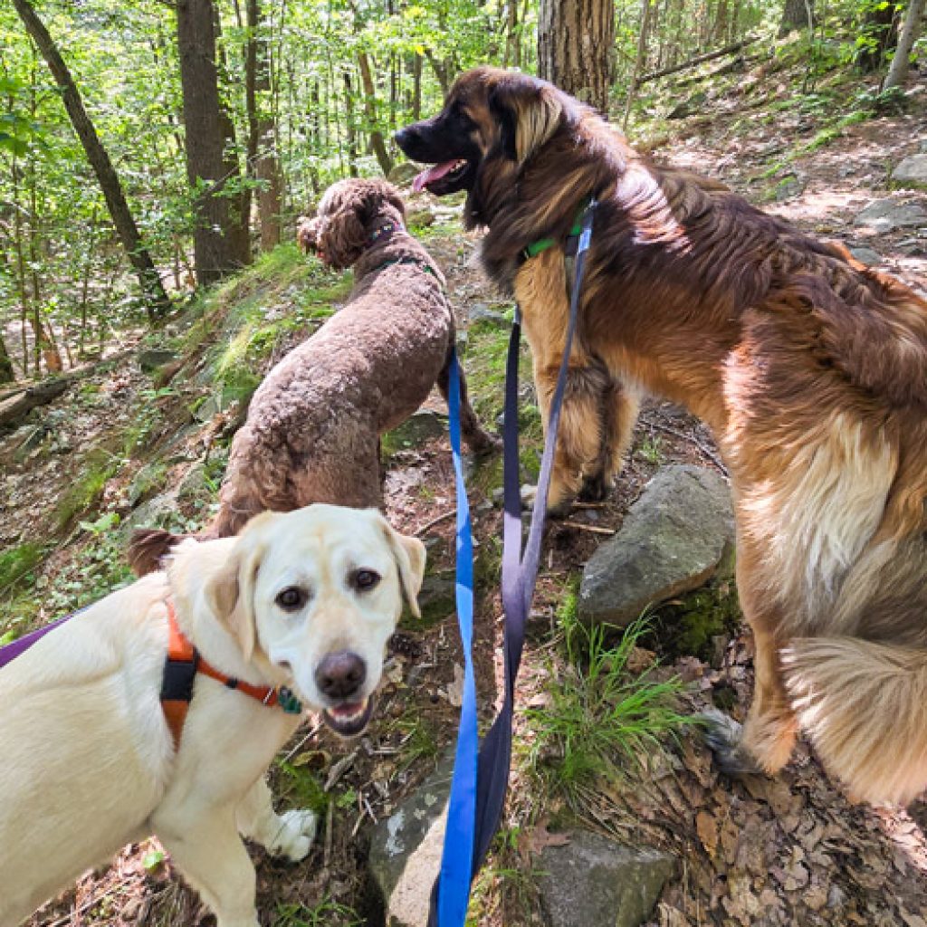 west roxbury dog-hike Luxe Pet Resort